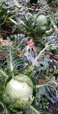 Some cabbage growing to the side